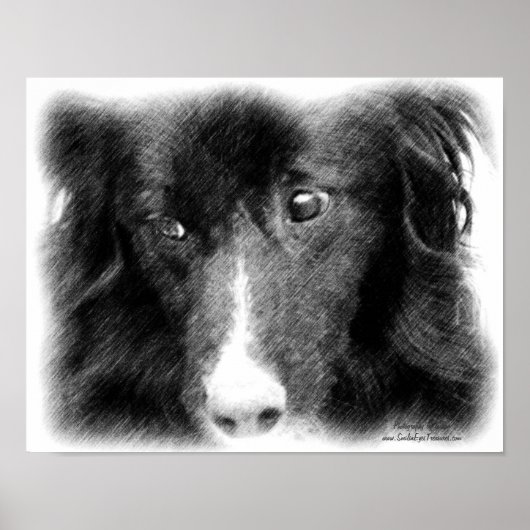 Poster d'art de visage de Collie Bordure (Devant)