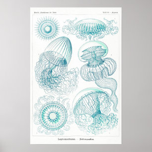 Poster d'art d'Ocean Animal Vintage Sketch