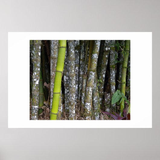 Poster d'art en bambou sur la forêt tropicale du C (Devant)