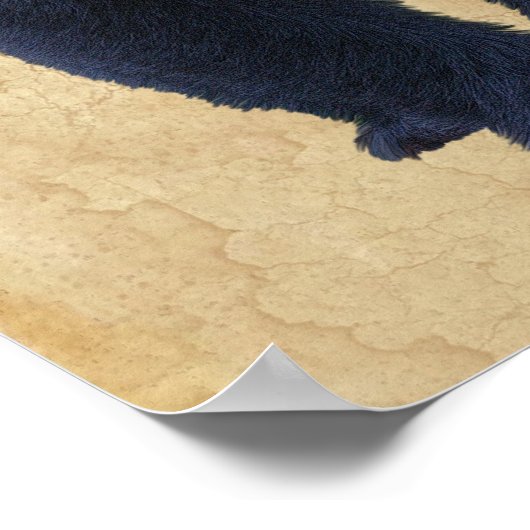 Poster d'art faunique de l'ours noir avec Faux-Par (Coin)