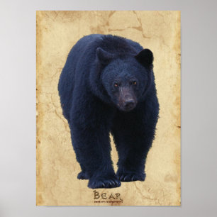 Poster d'art faunique de l'ours noir avec Faux-Par