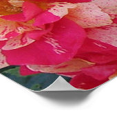 Poster d'art floral Rose rayé rose et blanc (Coin)