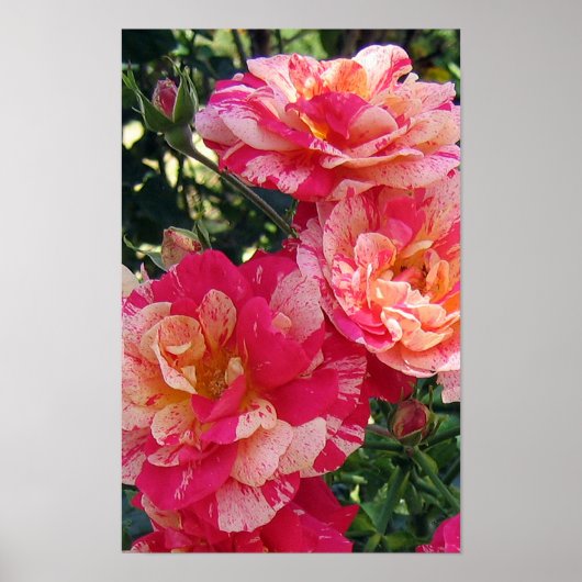 Poster d'art floral Rose rayé rose et blanc (Devant)