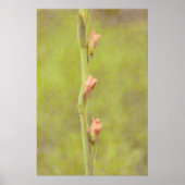 Poster d'Art Gladiolus sur les Boules de Fleurs Ro (Devant)