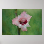 Poster d'Art Jolie rose Gladiolus (Devant)