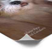 Poster d'art Lhasa Apso / Imprimer (Coin)