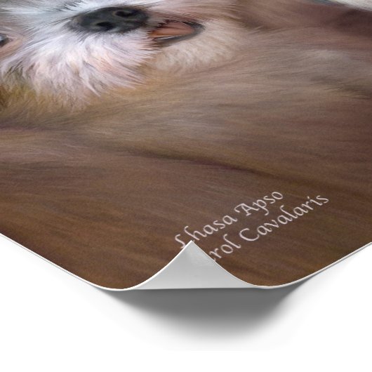 Poster d'art Lhasa Apso / Imprimer (Coin)