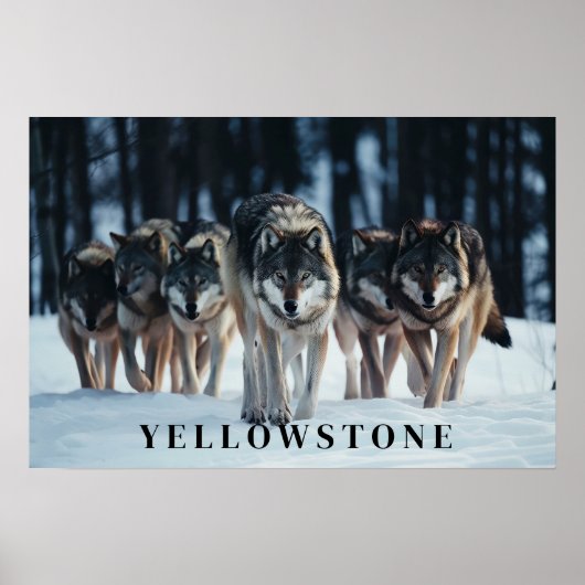 Poster d'art Loups de Yellowstone (Devant)