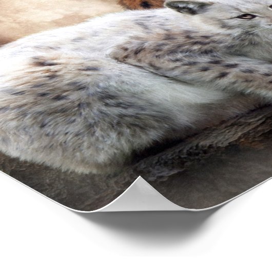 Poster d'art Lynx Moon/Imprimer (Coin)