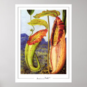 Poster d'art Marianne North Zedign #1