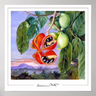 Poster d'art Marianne North Zedign #9