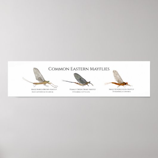 Poster d'art Mayfly de la côte Est (Devant)