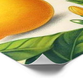Poster d'art mur en citron (Coin)