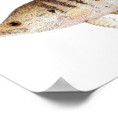 Poster d'art noir et blanc Crappie (Coin)