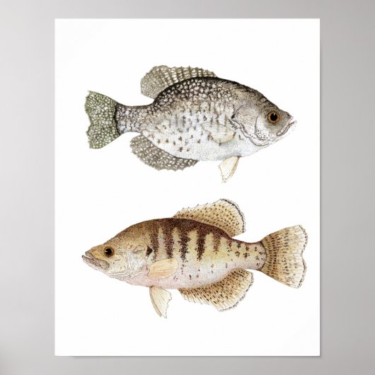 Poster d'art noir et blanc Crappie (Devant)