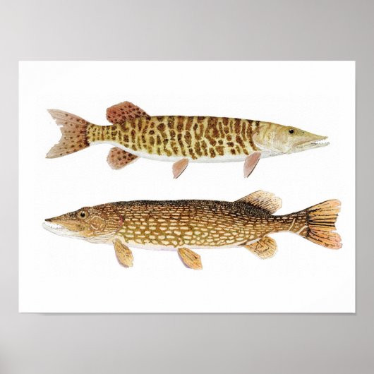 Poster d'art Northern Pike & Barred Muskie (Devant)