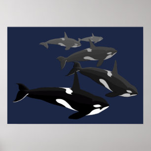 Poster d'art orca Whale Killer Whale Art Prints Ca