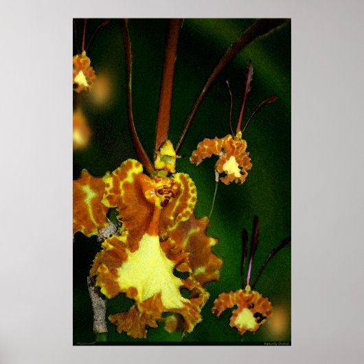 Poster d'art orchidée papillon -24x36 -autres tail (Devant)