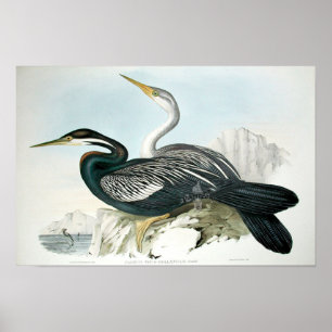 Poster d'art ornithologique vintage