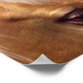 Poster d'art Palomino d'or/Imprimer (Coin)