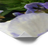 Poster d'art "Pansy Blues Fence" (Coin)