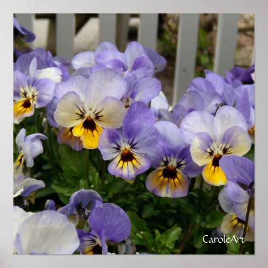 Poster d'art "Pansy Blues Fence" (Devant)