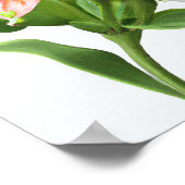 Poster d'art péruvien Lily Flowers (Coin)
