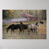 Poster d'art photo Ensemble Chevaux et Ours (Devant)