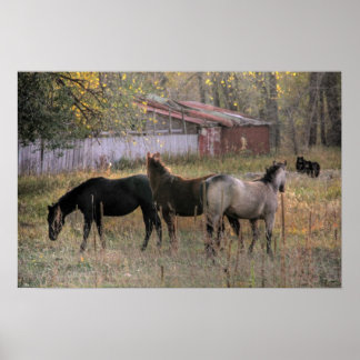 Poster d'art photo Ensemble Chevaux et Ours