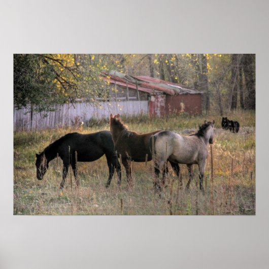 Poster d'art photo Ensemble Chevaux et Ours (Devant)