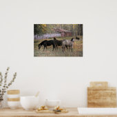 Poster d'art photo Ensemble Chevaux et Ours (Cuisine)