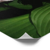 Poster d'art Pretty Pink Peony (Coin)