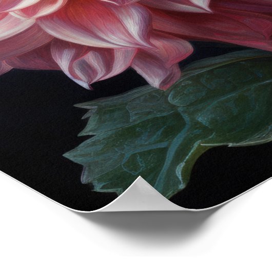 Poster d'art rose Dahlia (Coin)