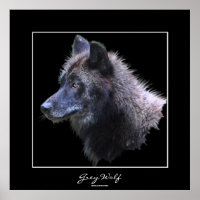 Poster d'art sauvage de Loup gris