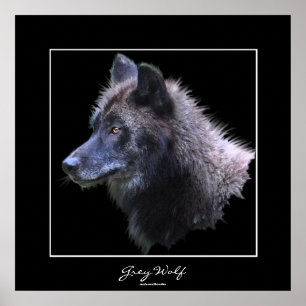 Poster d'art sauvage de Loup gris