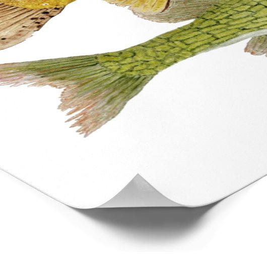 Poster d'art sur le poisson d'eau douce (Coin)