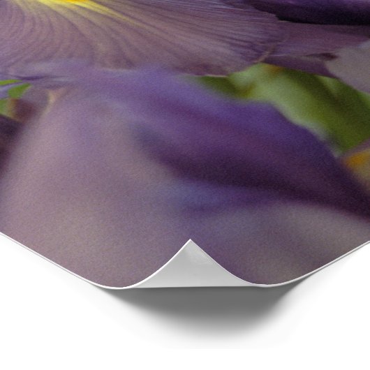 Poster d'art violet Iris (Coin)