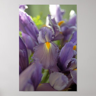 Poster d'art violet Iris