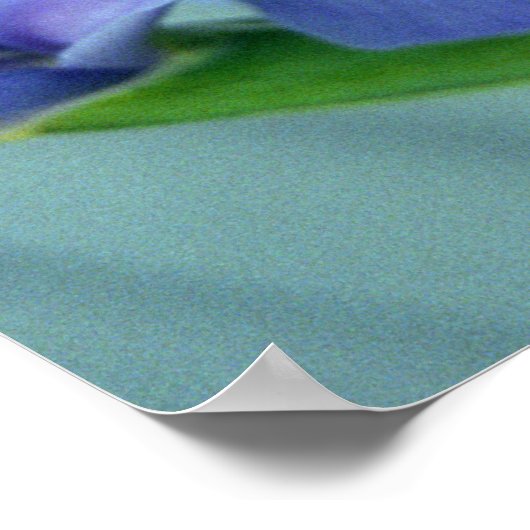 Poster d'art violet Iris (Coin)