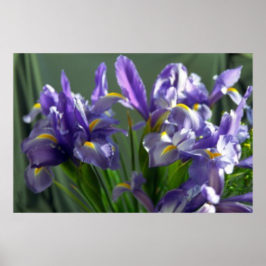 Poster d'art violet Iris (Devant)