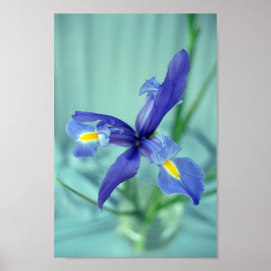 Poster d'art violet Iris (Devant)