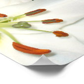 Poster d'art "White Lilies Red Roses" (Coin)