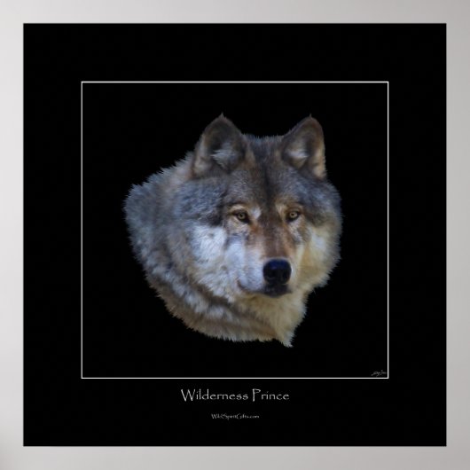 Poster d'art Wild Grey Wolf (Devant)