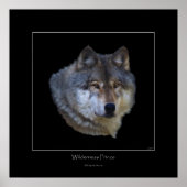 Poster d'art Wild Grey Wolf (Devant)