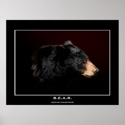 Poster d'art Young Black Bear Study (Devant)