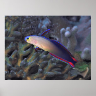 Poster Dartfish II décoré