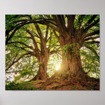 poster d'Arvore da Vida