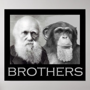Poster Darwin et Chimp Brothers