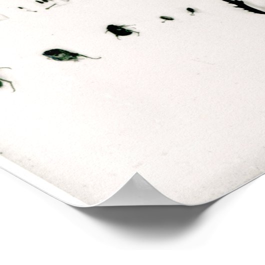 Poster Darwin's insect collection (Coin)