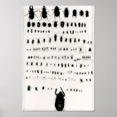 Poster Darwin's insect collection (Devant)